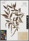 Foto von Salix russelliana Sm.
